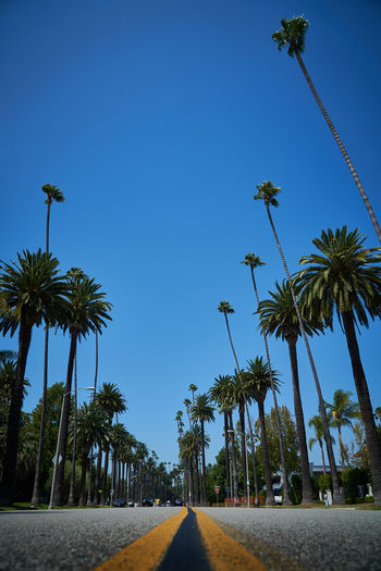 Low angle view of palm trees against clear blue sky