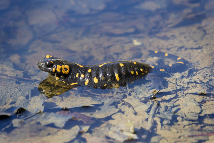 The fire salamander, salamandra salamandra depositing the eggs in a forest puddle