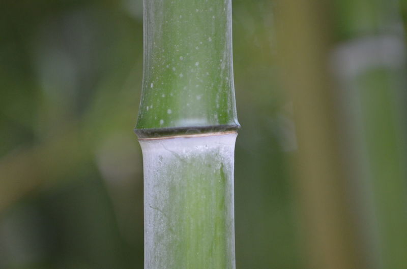 Close-up of bamboo on plant