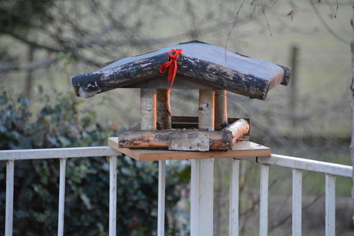 50 Bird Feeder Pictures Hd Download Authentic Images On Eyeem