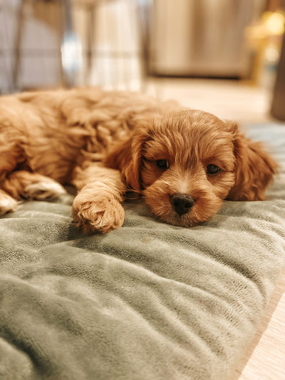 Portrait of dog relaxing on bed at home
