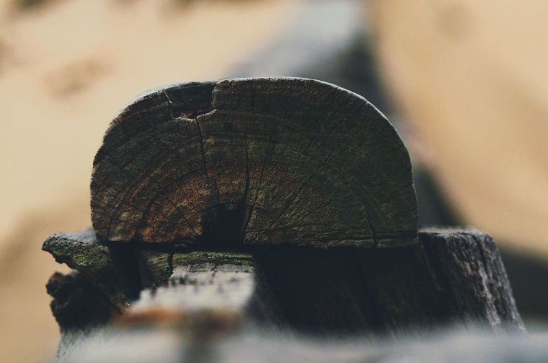 Close-up of log bench in forest