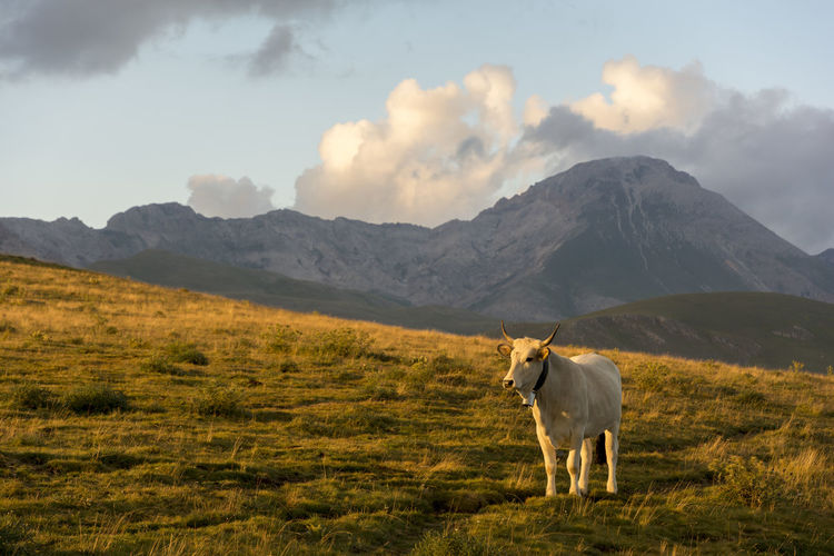 Cow standing on grassy field against mountain