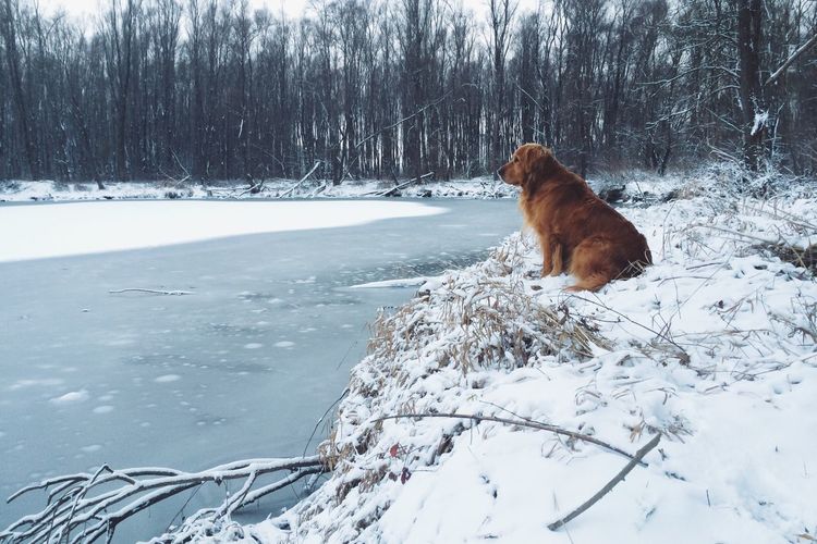 Dog sitting by frozen lake