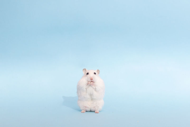 Portrait of white cat against blue background