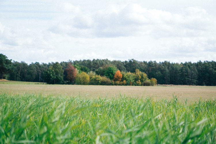 Scenic view of field against sky