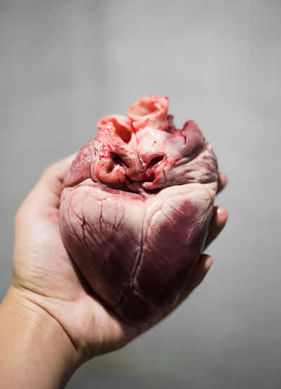 Close-up of hand holding human heart against gray background