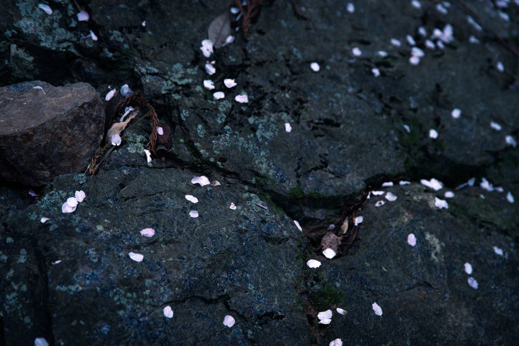 soil