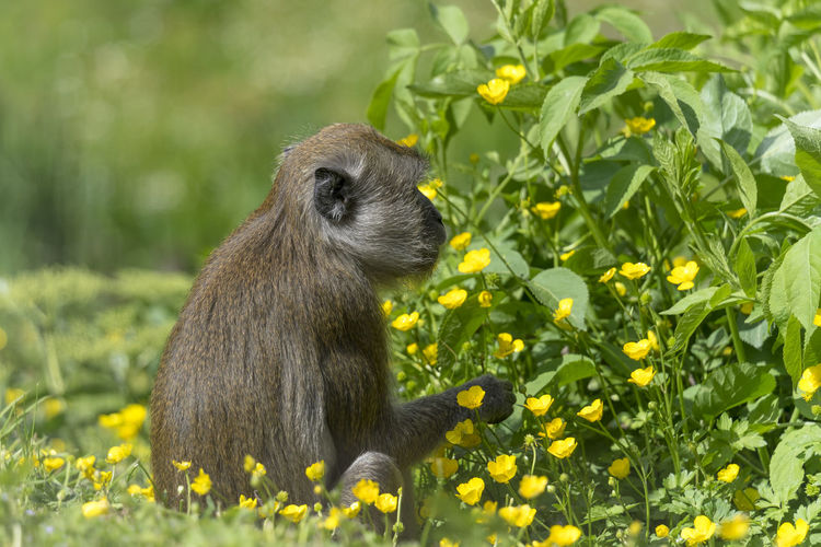 Monkey sitting on a flower