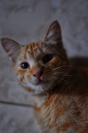 Close-up portrait of a cat