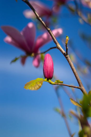 Close-up of pink flowering plant against sky