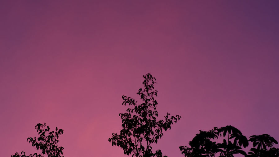Low angle view of silhouette tree against sky during sunset
