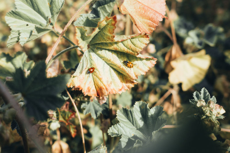 Ladybugs on leaf