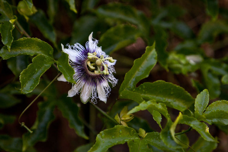 plant