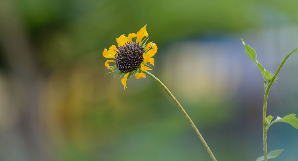 Close-up of yellow flowering plant
