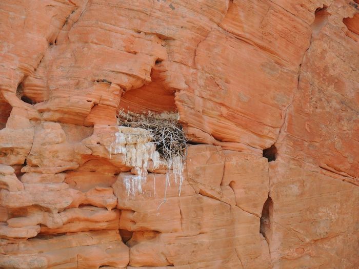 Birds nest in a defect in sandstone filled twigs red cliffs national conservation area  st. george