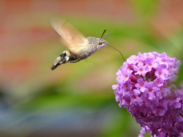 Close-up of butterfly flying over pink flower