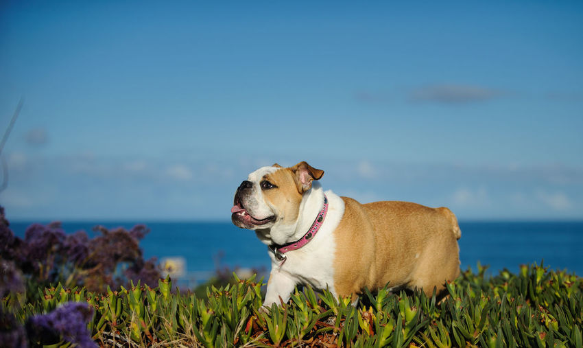 English bulldog walking on grassy field by sea against blue sky