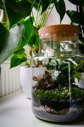 Close-up of potted plants in glass jar on table