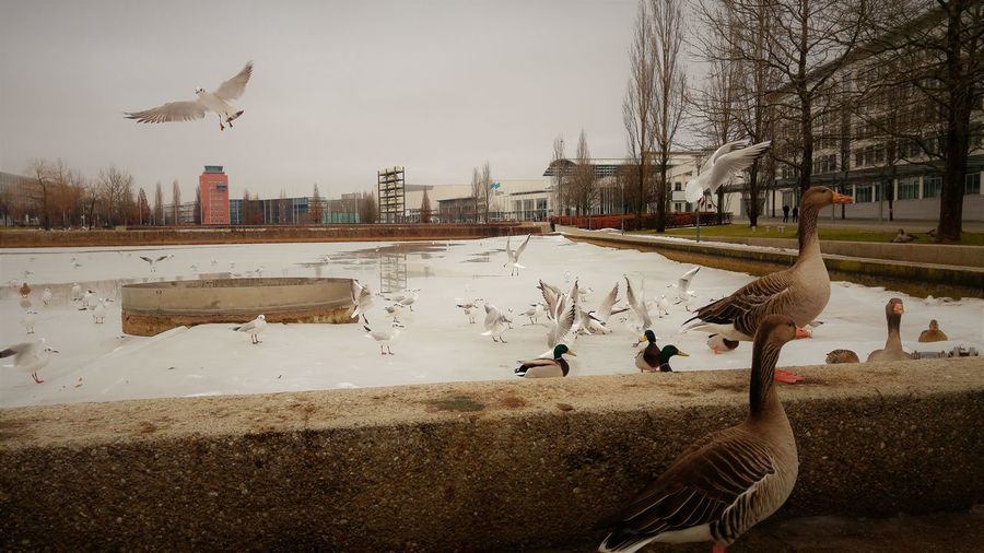 Birds flying over lake against sky