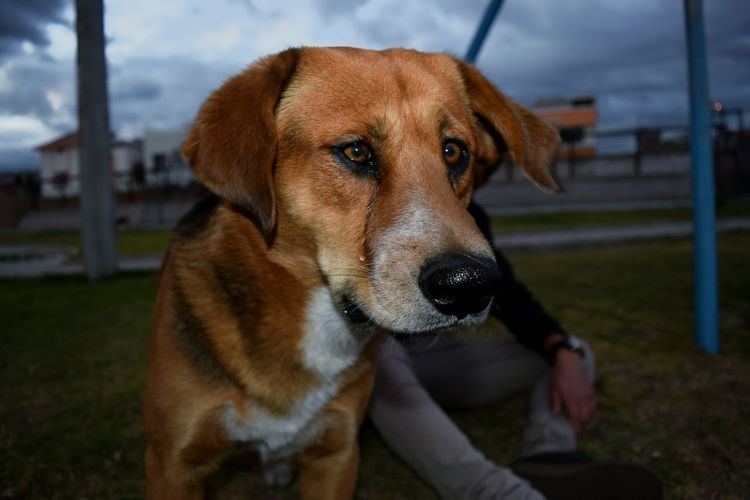 Close-up portrait of dog