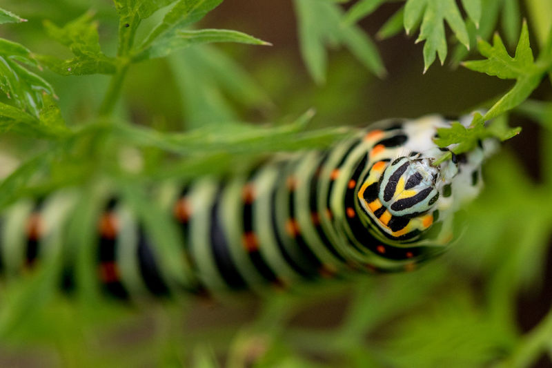 Close-up of caterpillar