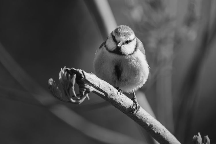 Close-up of bluetit perching on twig