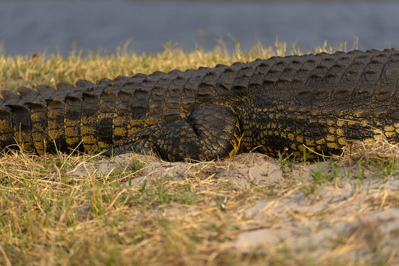 View of a crocodile on field