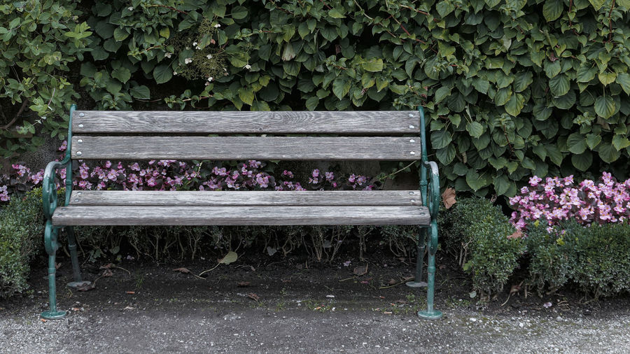 Retro style wooden bench near green plant wall and pink flowers