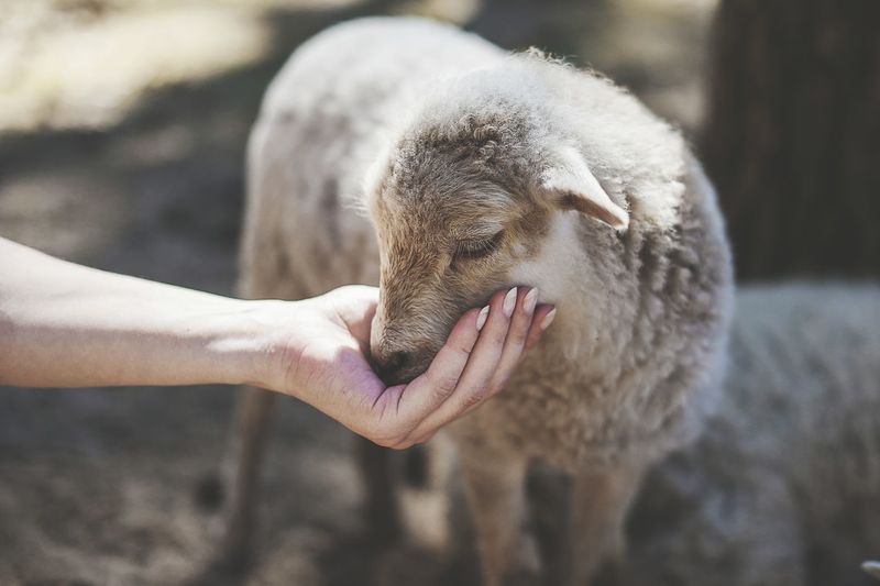 Cropped image of hand touching lamb