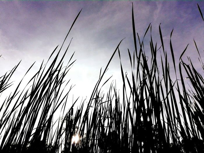 Low angle view of tall grass against sky