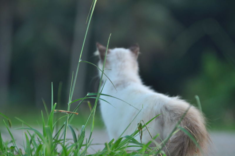 Close-up of cat sitting on grass