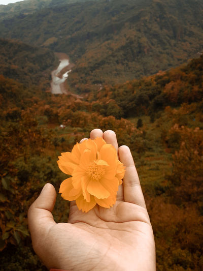 Human hand holding yellow rose flower