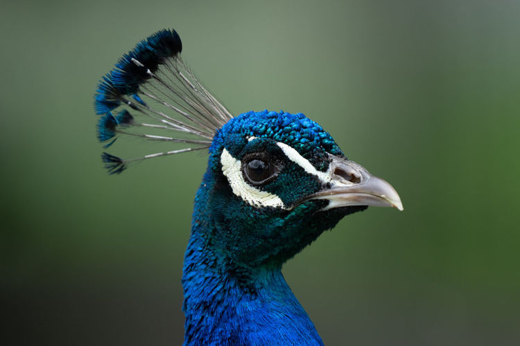 Adult peacock male gets a head shot portrait on a sunny day of spring mating season