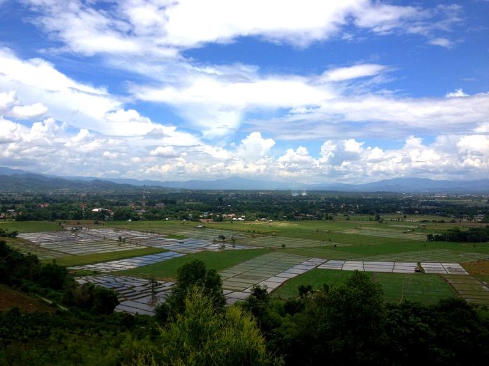 Scenic view of grassy field against sky