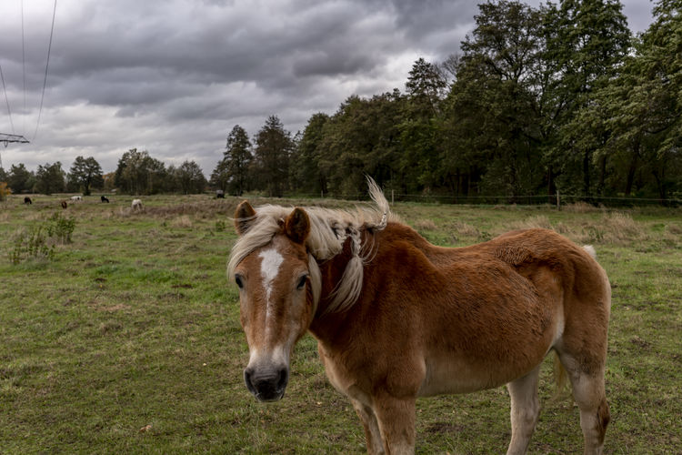 Germany, luckenwalde, 21 october 2021, sturm hendrik,horse on a paddock during the storm