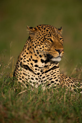 Close-up of leopard lying in long grass