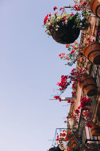 Low angle view of flower pots hanging from building balcony against clear sky
