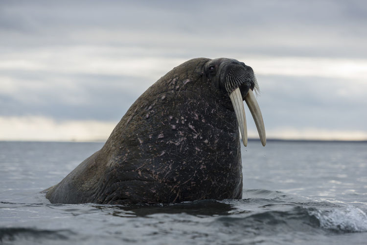 Close-up of walrus in sea against sky