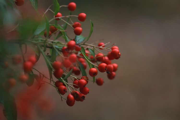 Close-up of red berries growing on tree