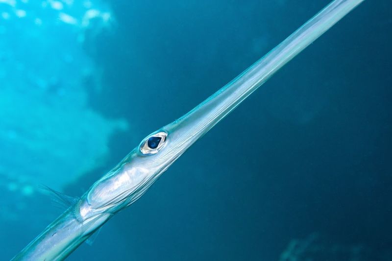 Close up of a trumpet fish