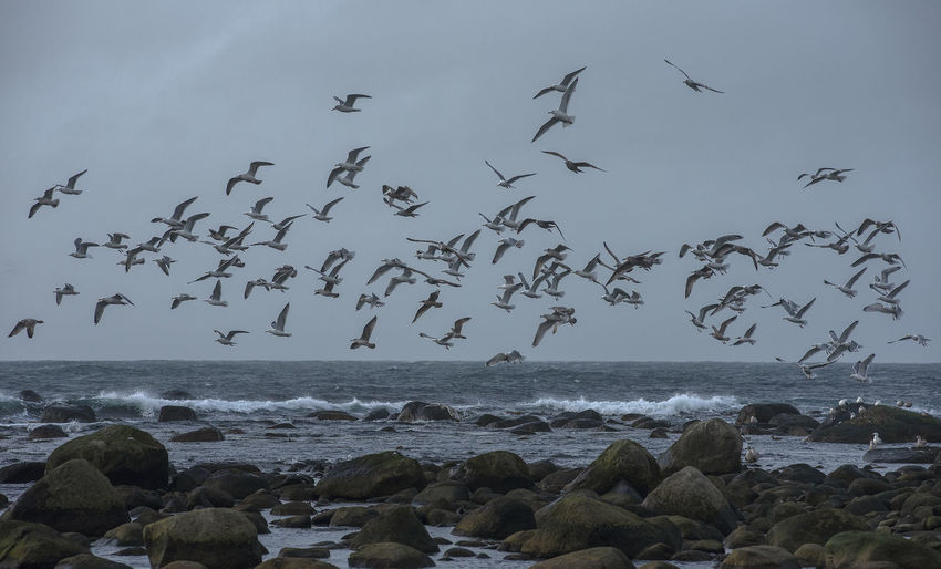 Flock of birds flying over sea against sky