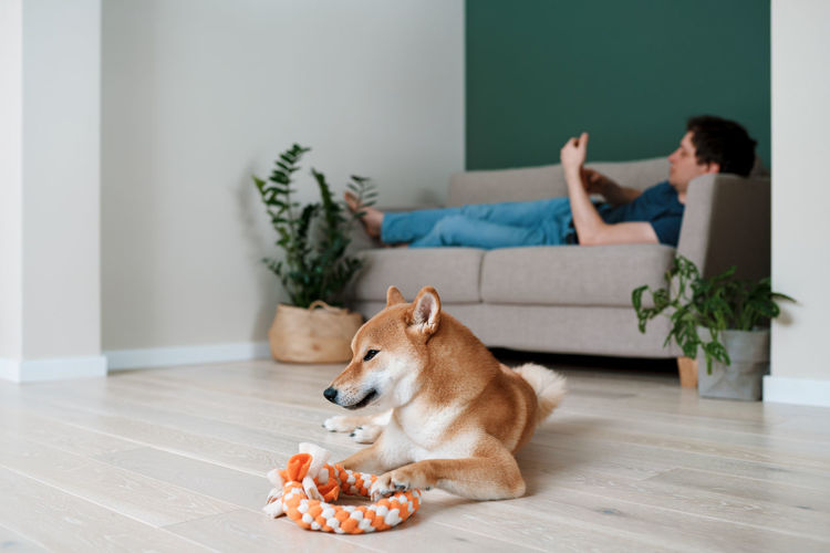 Happy dog shiba inu plays with a ring made by her owner. diy dog toys and pet care