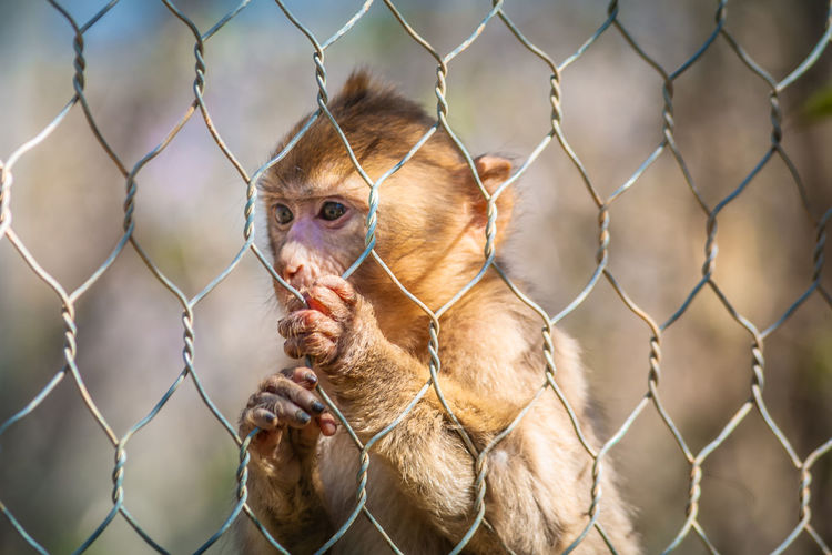 Monkey on chainlink fence at zoo