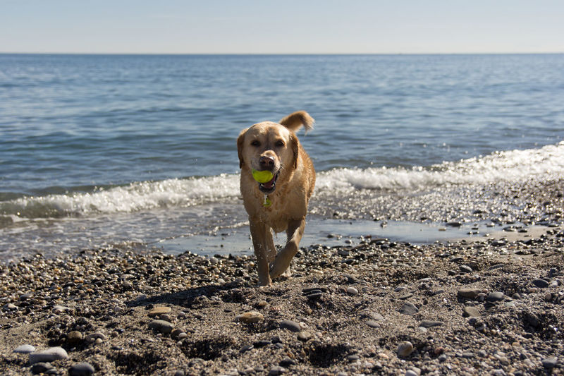 Dog on beach