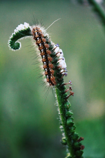 Close-up of caterpillar on plant