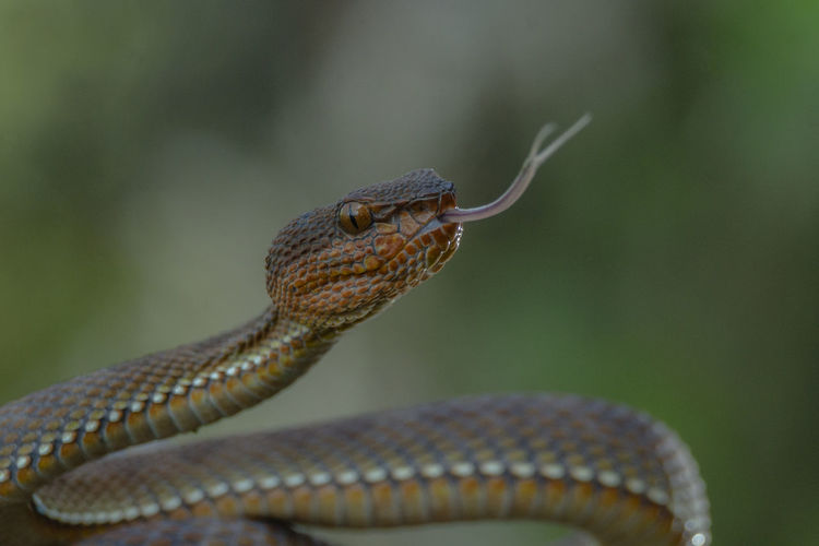 ular viper
