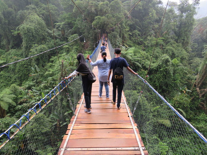 Rear view of men walking on footbridge in forest