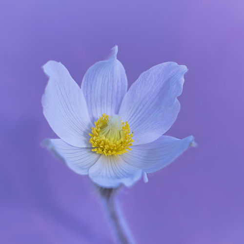 Close-up of fresh purple flower against blue background