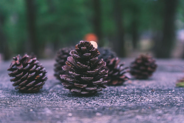 Close-up of pine cones on tree stump